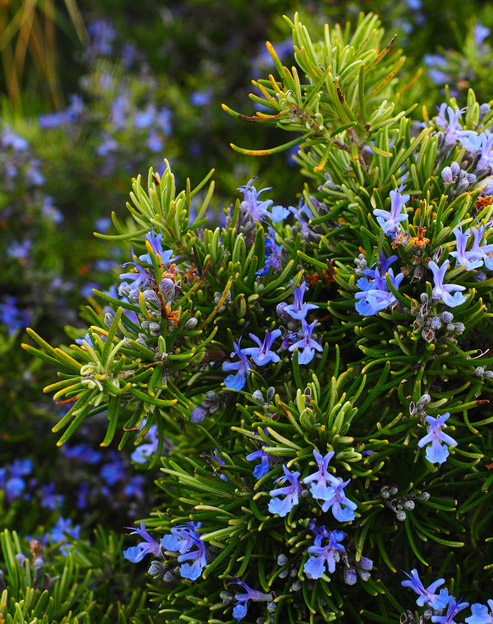 Rosmarinus officinalis `Corsican Blue`